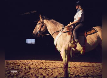 Draft Horse, Gelding, 4 years, 16.2 hh, Buckskin