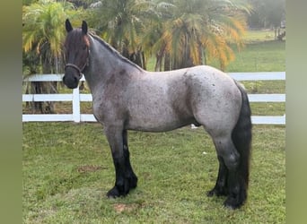 Draft Horse, Gelding, 4 years, 16.2 hh, Roan-Blue