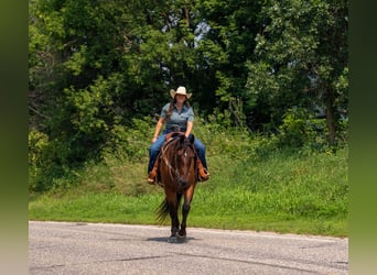 Draft Horse, Gelding, 4 years, 16 hh, Bay