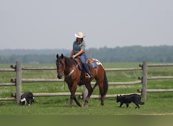 Draft Horse, Gelding, 4 years, 16 hh, Bay