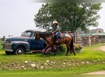 Draft Horse, Gelding, 4 years, 16 hh, Bay