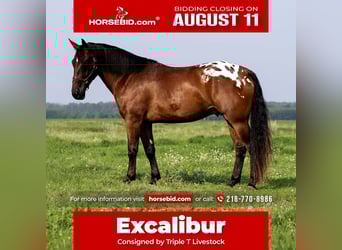 Draft Horse, Gelding, 4 years, 16 hh, Bay