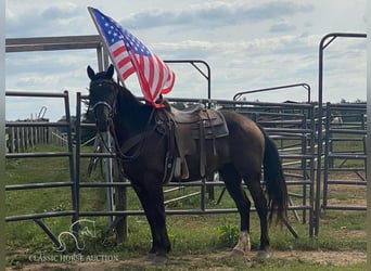 Arbeitspferd, Wallach, 4 Jahre, 16 hh, Rappe