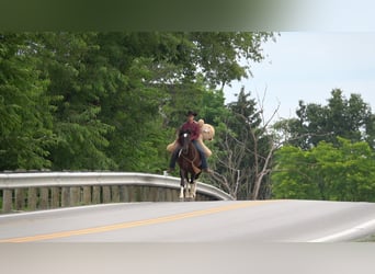 Draft Horse Mix, Gelding, 4 years, 16 hh, Black