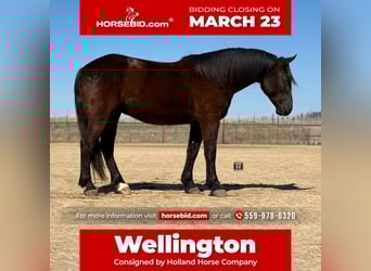 Draft Horse Mix, Gelding, 4 years, 16 hh, Black