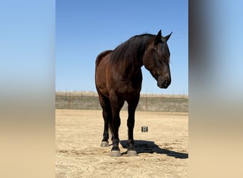 Draft Horse Mix, Gelding, 4 years, 16 hh, Black