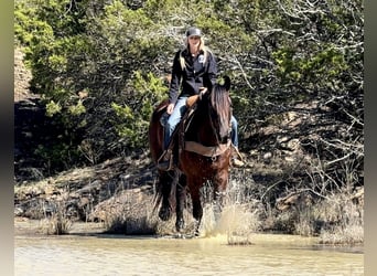 Draft Horse Mix, Gelding, 4 years, 16 hh, Black