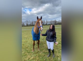 Draft Horse, Gelding, 4 years, 16 hh, Chestnut