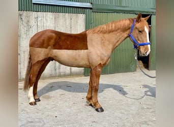 Draft Horse, Gelding, 4 years, 16 hh, Chestnut