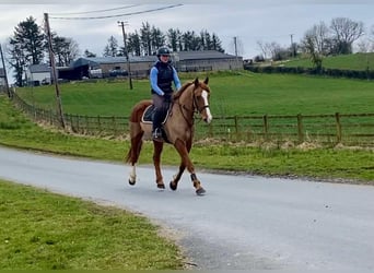 Draft Horse, Gelding, 4 years, 16 hh, Chestnut