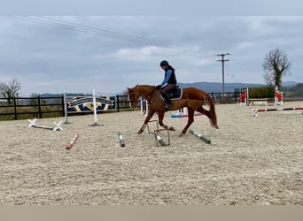 Draft Horse, Gelding, 4 years, 16 hh, Chestnut