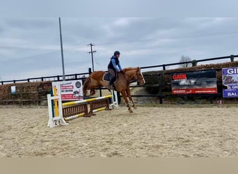 Draft Horse, Gelding, 4 years, 16 hh, Chestnut