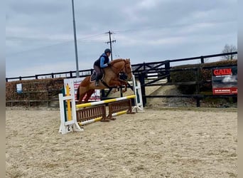 Draft Horse, Gelding, 4 years, 16 hh, Chestnut