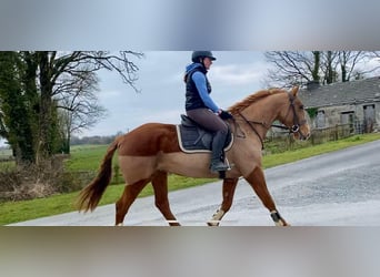 Draft Horse, Gelding, 4 years, 16 hh, Chestnut