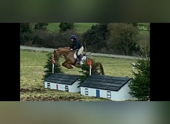 Draft Horse, Gelding, 4 years, 16 hh, Chestnut