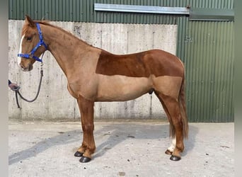 Draft Horse, Gelding, 4 years, 16 hh, Chestnut