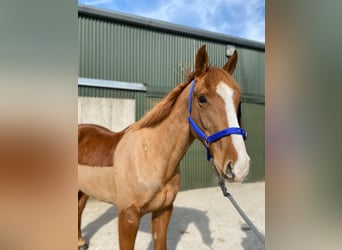 Draft Horse, Gelding, 4 years, 16 hh, Chestnut