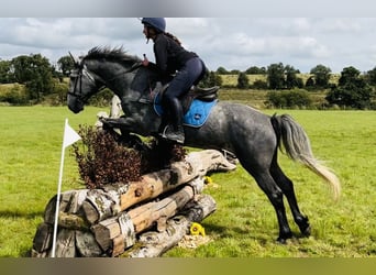 Draft Horse, Gelding, 4 years, 16 hh, Grey-Dark-Tan