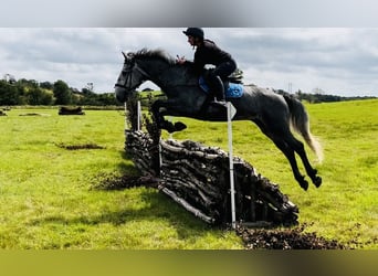 Draft Horse, Gelding, 4 years, 16 hh, Grey-Dark-Tan