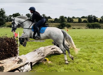 Draft Horse, Gelding, 4 years, 16 hh, Grey