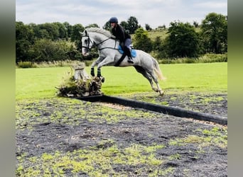 Draft Horse, Gelding, 4 years, 16 hh, Grey