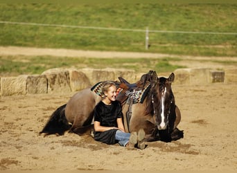 Draft Horse Mix, Gelding, 4 years, 16 hh, Grullo