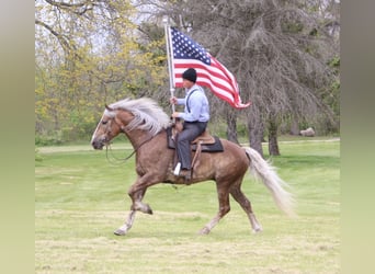 Draft Horse Mix, Gelding, 4 years, 16 hh, Palomino