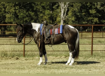 Draft Horse Mix, Gelding, 4 years, 16 hh, Pinto