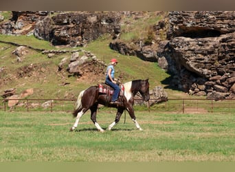 Draft Horse Mix, Gelding, 4 years, 16 hh, Pinto
