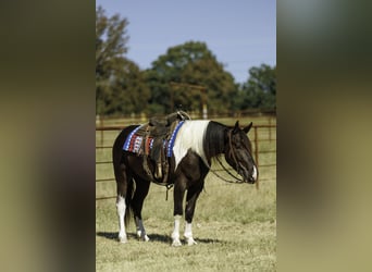 Draft Horse Mix, Gelding, 4 years, 16 hh, Pinto