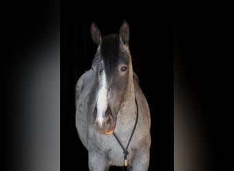 Draft Horse, Gelding, 4 years, 16 hh, Roan-Blue