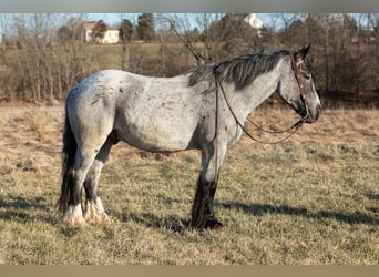 Draft Horse, Gelding, 4 years, 16 hh, Roan-Blue