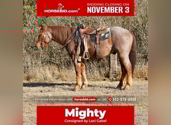 Draft Horse Mix, Gelding, 4 years, 16 hh, Roan-Red