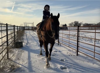 Draft Horse Mix, Gelding, 4 years, 16,1 hh, Black
