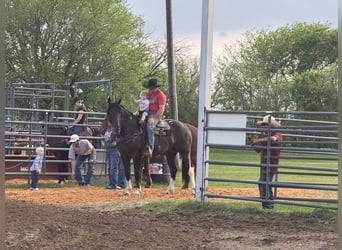 Draft Horse Mix, Gelding, 4 years, 16,1 hh, Black