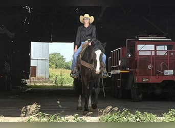 Draft Horse, Gelding, 4 years, 16,1 hh, Black