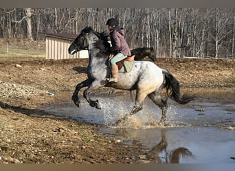 Draft Horse, Gelding, 4 years, 16,1 hh, Roan-Blue