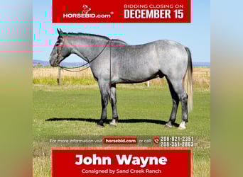 Draft Horse Mix, Gelding, 4 years, 16,1 hh, Roan-Blue