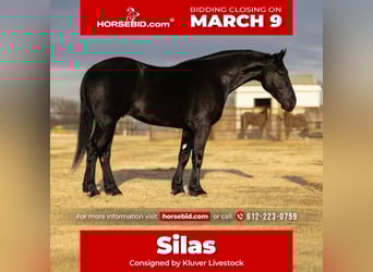 Draft Horse, Gelding, 4 years, 16,2 hh, Black