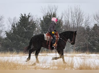 Draft Horse, Gelding, 4 years, 16,2 hh, Black