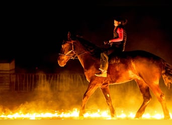 Draft Horse, Gelding, 4 years, 16,2 hh, Black