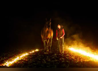 Draft Horse Mix, Gelding, 4 years, 16,2 hh, Black