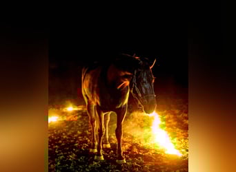 Draft Horse Mix, Gelding, 4 years, 16,2 hh, Black