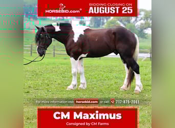 Draft Horse Mix, Gelding, 4 years, 16,2 hh, Pinto