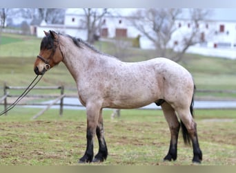 Draft Horse Mix, Gelding, 4 years, 16,2 hh, Roan-Bay