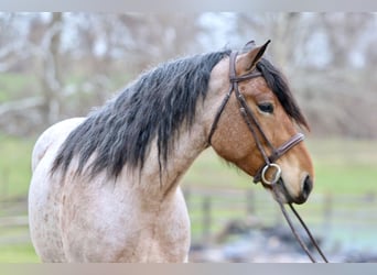 Draft Horse Mix, Gelding, 4 years, 16,2 hh, Roan-Bay
