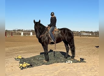 Draft Horse, Gelding, 4 years, 17.1 hh, Black