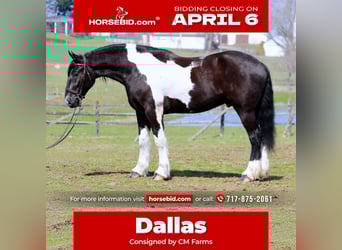 Draft Horse Mix, Gelding, 4 years, 17.2 hh, Pinto