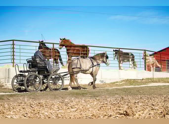 Draft Horse Mix, Gelding, 4 years, 17 hh, Grullo