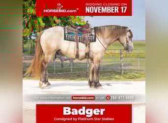 Draft Horse Mix, Gelding, 4 years, 17 hh, Grullo